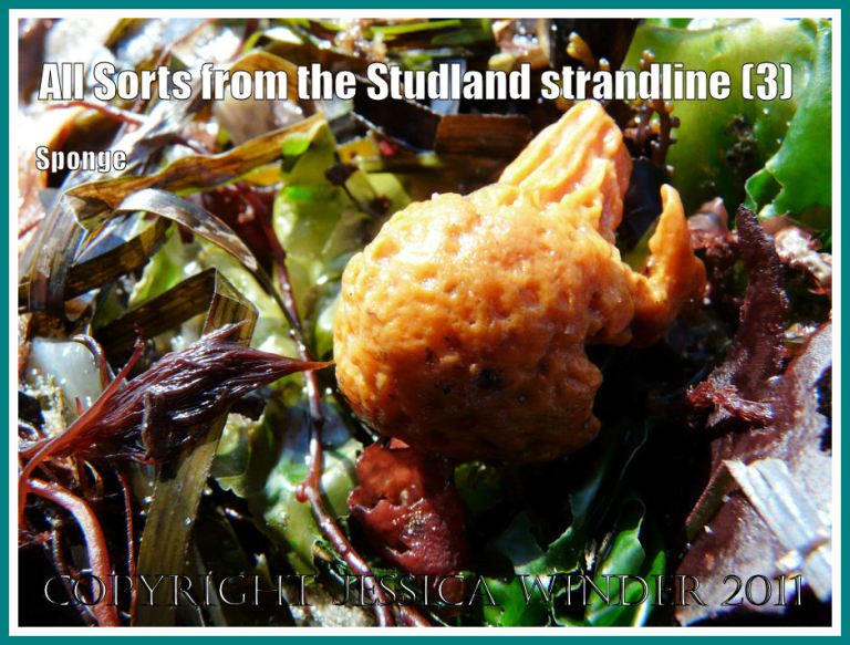 Studland strandline sponge: Orange-coloured sponge with brown, green, and red seaweeds and eel grass on the strandline at Studland Bay, Dorset, UK - part of the Jurassic Coast (3)