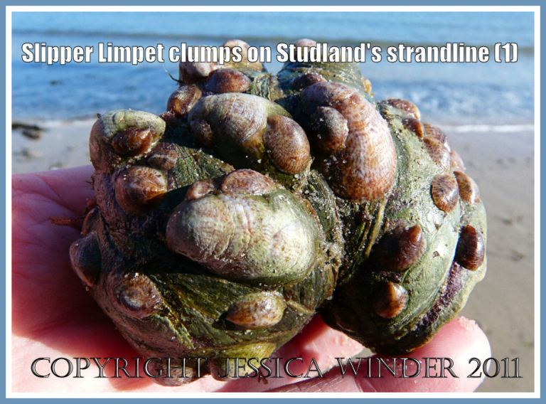 P1250554aBlog1 An aggregation of living Slipper Limpets - Crepidula fornicata (Linnaeus) - found on the strandline at Studland Bay, Dorset, UK (part of the Jurassic Coast) (1) Slipper Limpets: An aggregation of living Slipper Limpets - Crepidula fornicata (Linnaeus) - found on the strandline at Studland Bay, Dorset, UK (part of the Jurassic Coast) (1)