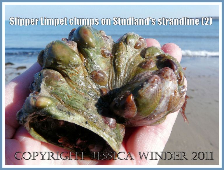 P1250559aBlog2 A clump of living Slipper Limpets - Crepidula fornicata (Linnaeus) - found on the strandline at Studland Bay, Dorset, UK (part of the Jurassic Coast) (2) Slipper Limpets: A clump of living Slipper Limpets - Crepidula fornicata (Linnaeus) - found on the strandline at Studland Bay, Dorset, UK (part of the Jurassic Coast) (2)