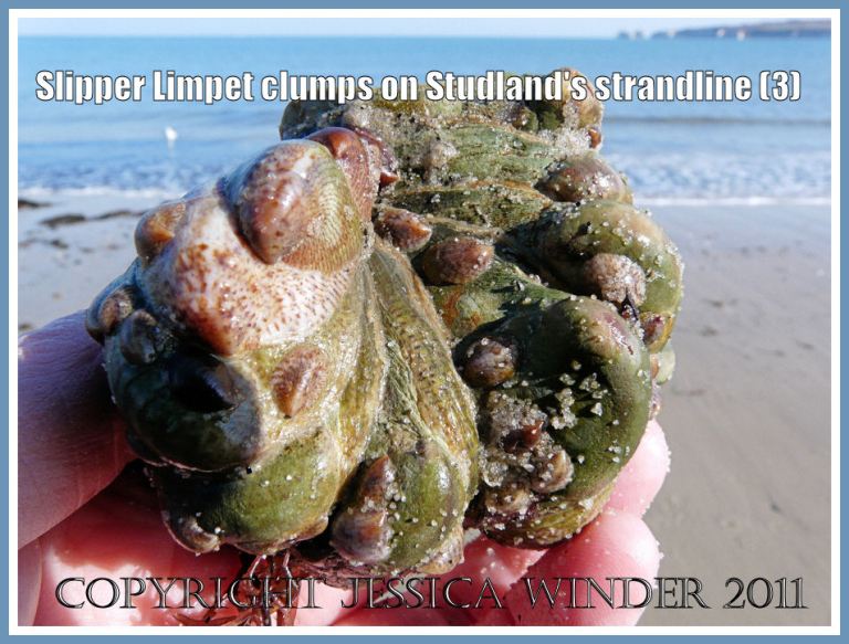P1250562aBlog3 Linked adult Slipper Limpets with small juveniles attached to them. From the strandline at Studland Bay, Dorset, UK - part of the Jurassic Coast (3) Living Slipper Limpets: Linked adult Slipper Limpets with small juveniles attached to them. From the strandline at Studland Bay, Dorset, UK - part of the Jurassic Coast (3)