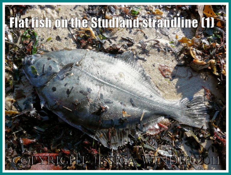 Flat fish (maybe a Flounder) on the strandline at Studland Bay, Dorset, UK - part of the Jurassic Coast (1)