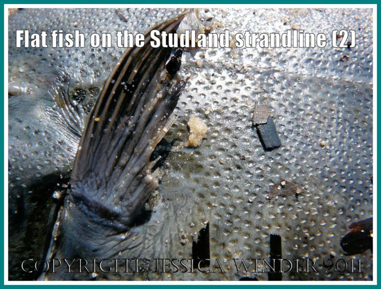 Pectoral fin and skin texture of a flat fish (maybe a Flounder) washed ashore at Studland Bay, Dorset, UK - part of the Jurassic Coast (2)