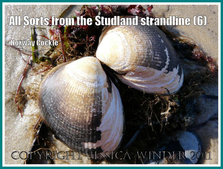 Norway Cockle shells: The paired valves of a Norway Cockle on the strandline at Studland Bay, Dorset, UK - part of the Jurassic Coast (6)