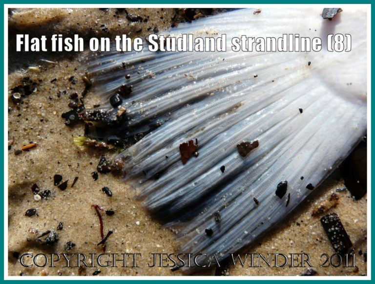 The underside of the caudal fin of a flat fish found washed up on the strandline at Studland Bay, Dorset, UK - part of the Jurassic Coast (8)