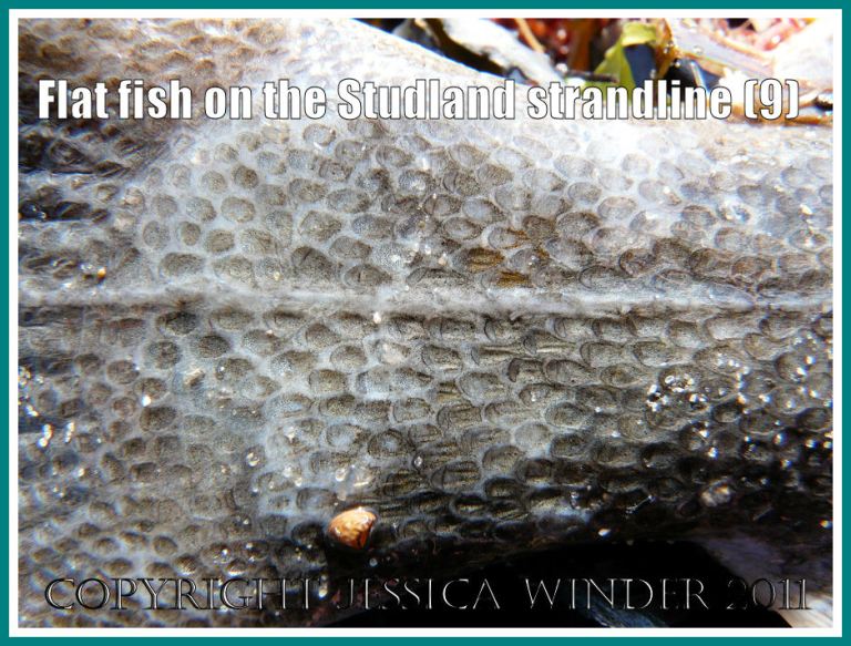 Upper surface caudal peduncle joining the tail fin, also showing the horizontal lateral line, of a flat fish found washed up on the strandline at Studland Bay, Dorset, UK - part of the Jurassic Coast (9)