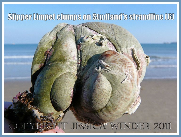 P1250673aBlog6 A clump of living Slipper Limpets, Crepidula fornicata (Linnaeus), showing the green tinted adult shells, on the strandline at Studland Bay, Dorset, UK - part of the Jurassic Coast (6) Slipper Limpets: A clump of living Slipper Limpets, Crepidula fornicata (Linnaeus), showing the green tinted adult shells, on the strandline at Studland Bay, Dorset, UK - part of the Jurassic Coast (6)