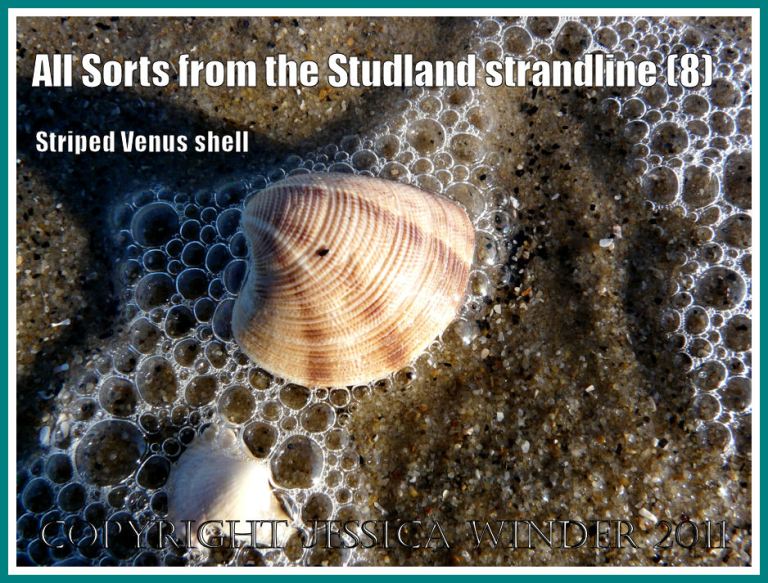 Striped Venus shell: A living Striped Venus Shell - Chamelea gallina (Linnaeus) - with bubbles in the surf at Studland Bay, Dorset, UK - part of the Jurassic Coast (8)