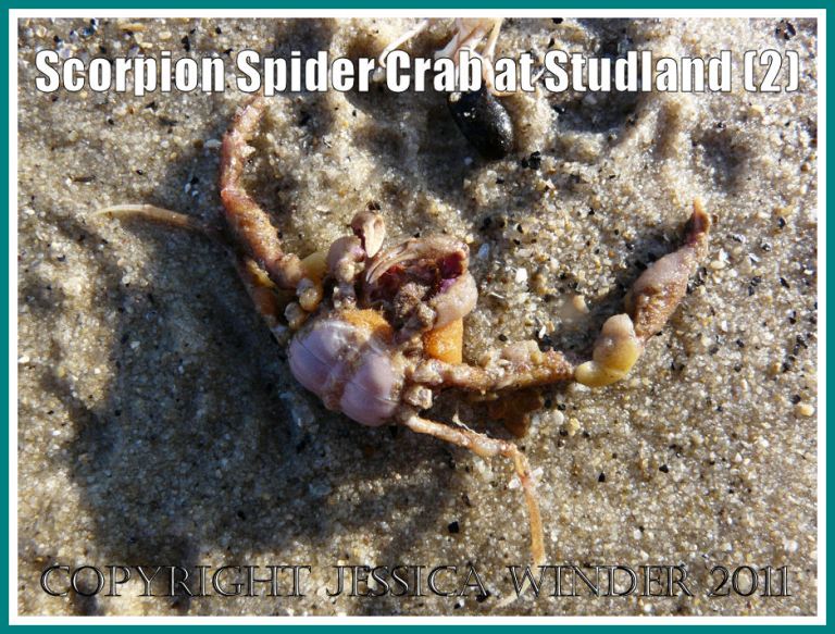 The Scorpion Spider Crab as it was first seen - upside down on the wet sand where it had been washed ashore - at Studland Bay, Dorset, UK - part of the Jurassic Coast (2)