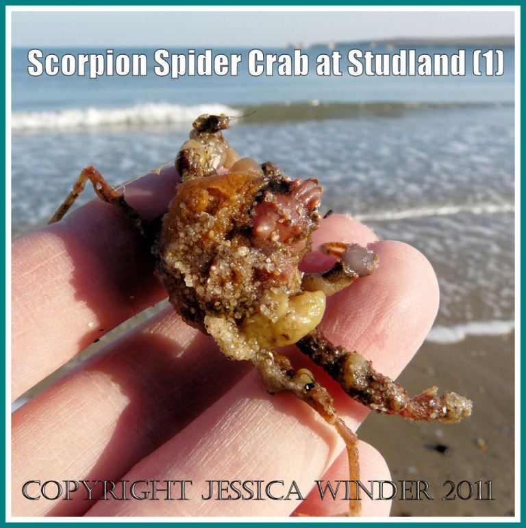 Scorpion Spider Crab, Inachus dorsettensis (Pennant), from the strandline at Studland Bay, Dorset, UK - part of the Jurassic Coast (1)