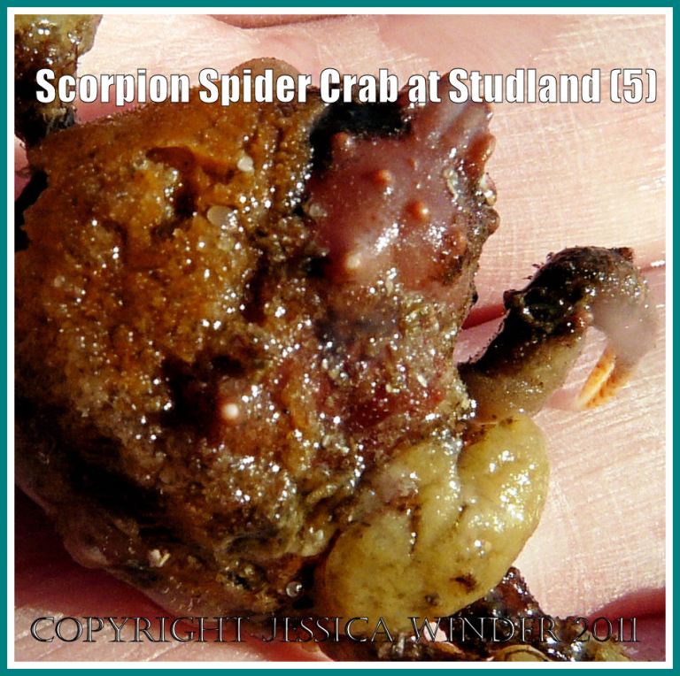 Scorpion Spider Crab carapace: Close-up of the carapace of the Scorpion Spider Crab, showing the row of four bumps which is the main identifying feature, at Studland Bay, Dorset, UK - part of the Jurassic Coast (5)