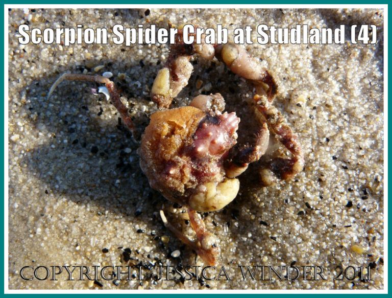 The Scorpion Spider Crab after it had been rinsed in the sea at Studland Bay, Dorset, UK - part of the Jurassic Coast (4)
