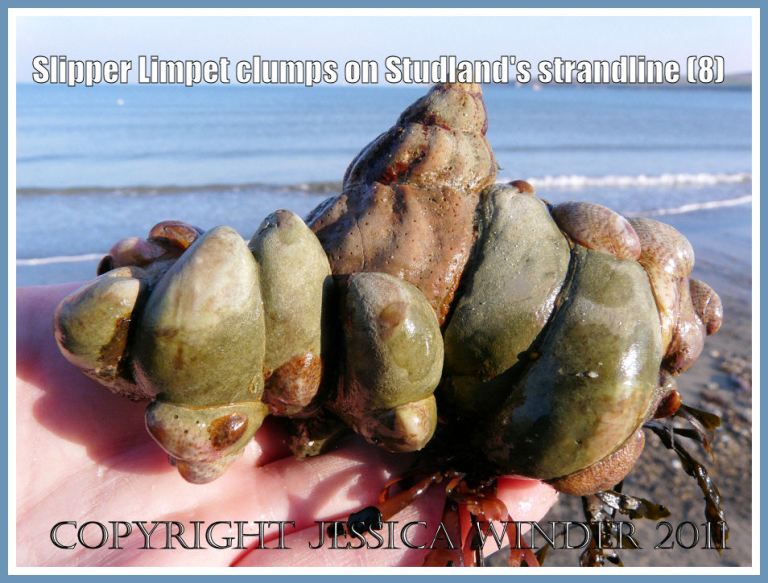P1250794aBlog8 Another view of a clump of living Slipper Limpets, Crepidula fornicata (Linnaeus), stuck to an empty Common Whelk shell and with red seaweed attached, on the strandline at Studland Bay, Dorset, UK - part of the Jurassic Coast (8) Slipper Limpets on a Whelk shell: Another view of a clump of living Slipper Limpets, Crepidula fornicata (Linnaeus), stuck to an empty Common Whelk shell and with red seaweed attached, on the strandline at Studland Bay, Dorset, UK - part of the Jurassic Coast (8)