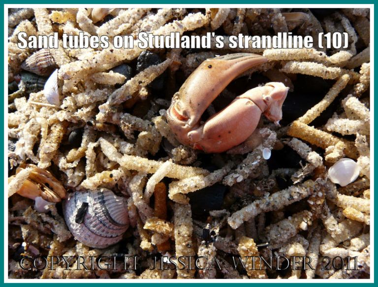 Strandline debris: Close-up of the strandline full of marine worm sandtubes, showing a crab claw and cockle shell, at Studland Bay, Dorset, UK - part of the Jurassic Coast (10)