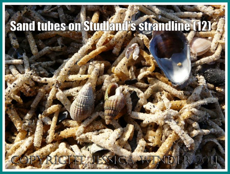Strandline debris at Studland Bay: Close-up of the strandline full of marine worm sandtubes, showing a Slipper Limpet and Netted Whelk shells, at Studland Bay, Dorset, UK - part of the Jurassic Coast (12)