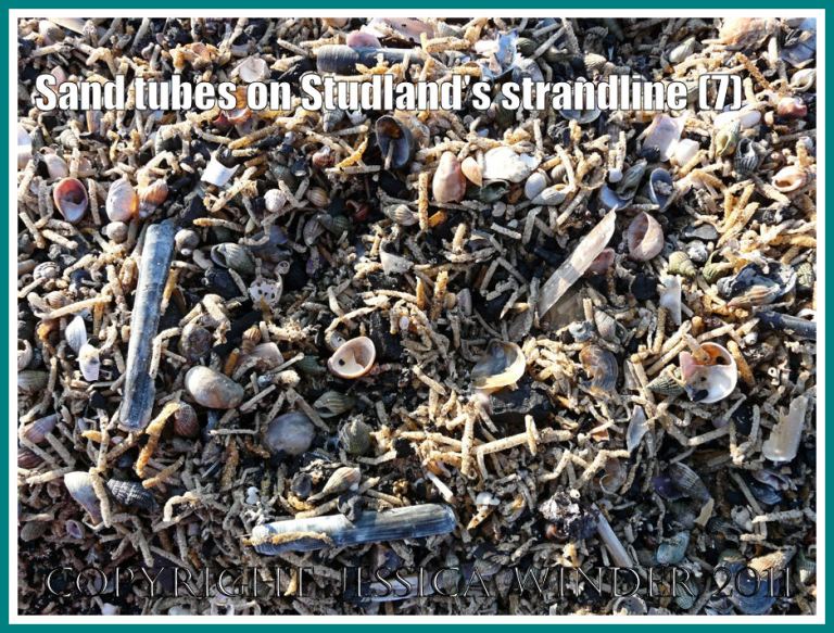 Strandline natural debris: Detail of the strandline full of marine worm sandtubes and empty seashells at Studland Bay, Dorset, UK - part of the Jurassic Coast (7)