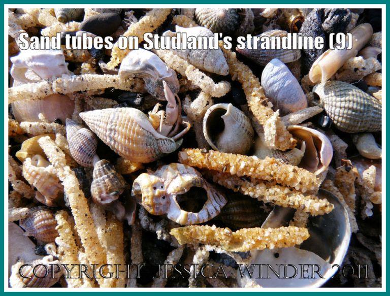 Detail of Studland strandline: Close-up of the strandline full of marine worm sandtubes, and empty Slipper Limpets, Razor Shells, Sting Winkles, and Netted Whelks (one with a minute Hermit Crab) at Studland Bay, Dorset, UK - part of the Jurassic Coast (9)