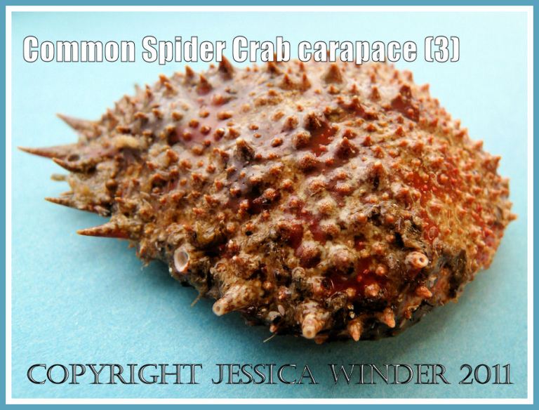 Spider Crab shell: An empty Common Spider Crab carapace, outer surface with spines, tubercles, and orange-red pattern, from the strandline at Studland Bay, Dorset, UK - part of the Jurassic Coast (3)