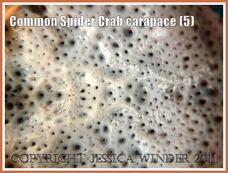 Spider Crab shell close-up: Close-up detail of the glossy white inner surface of an empty Common Spider Crab carapace with its network pattern of pores, from the strandline at Studland Bay, Dorset, UK - part of the Jurassic Coast (5)