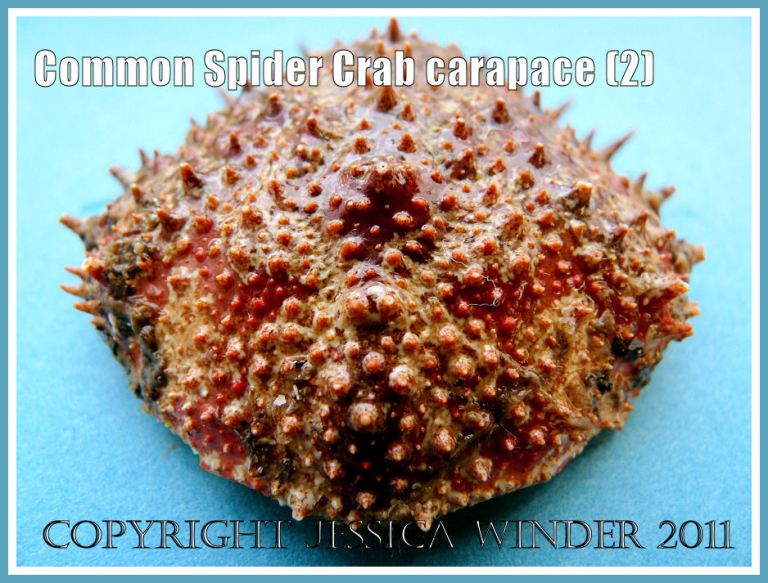 Spider Crab shell: An empty Common Spider Crab carapace, outer surface with spines, tubercles, and orange-red pattern, from the strandline at Studland Bay, Dorset, UK - part of the Jurassic Coast (2)