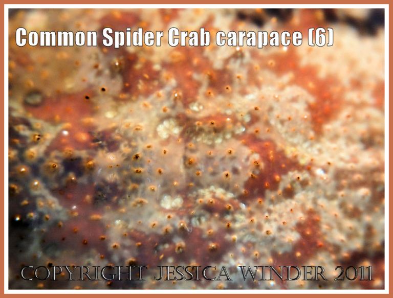 Spider Crab shell close-up: Colour, pattern, and texture on the inner surface of an empty Common Spider Crab carapace when viewed with back illumination causing transparency of the normally opaque white inner layer. Specimen from the strandline at Studland Bay, Dorset, UK - part of the Jurassic Coast (6)