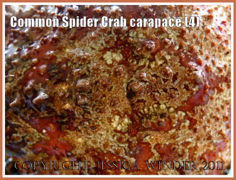 Crab shell close-up: Close-up detail of the colours, pattern, and texture on the outer surface of an empty Common Spider Crab carapace from the strandline at Studland Bay, Dorset, UK - part of the Jurassic Coast (4)