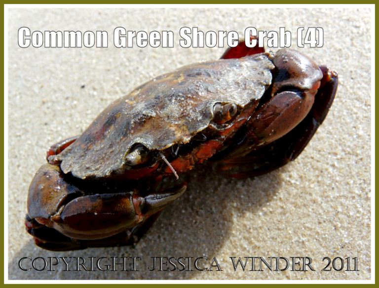 Carcinus maenas (L.): A living Common Green Shore Crab - Carcinus maenas (L.) - right side up with legs neatly folded beneath it, at Studland Bay, Dorset, UK - part of the Jurassic Coast (4)