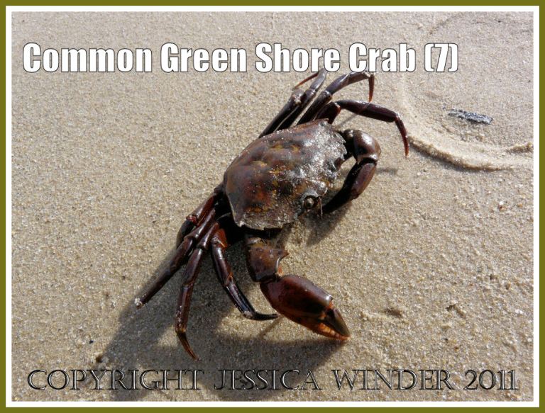 Green Shore Crab: A living Common Green Shore Crab - Carcinus maenas (L.) - stage two of slowly moving sideways and away from the camera, at Studland Bay, Dorset, UK - part of the Jurassic Coast (7)