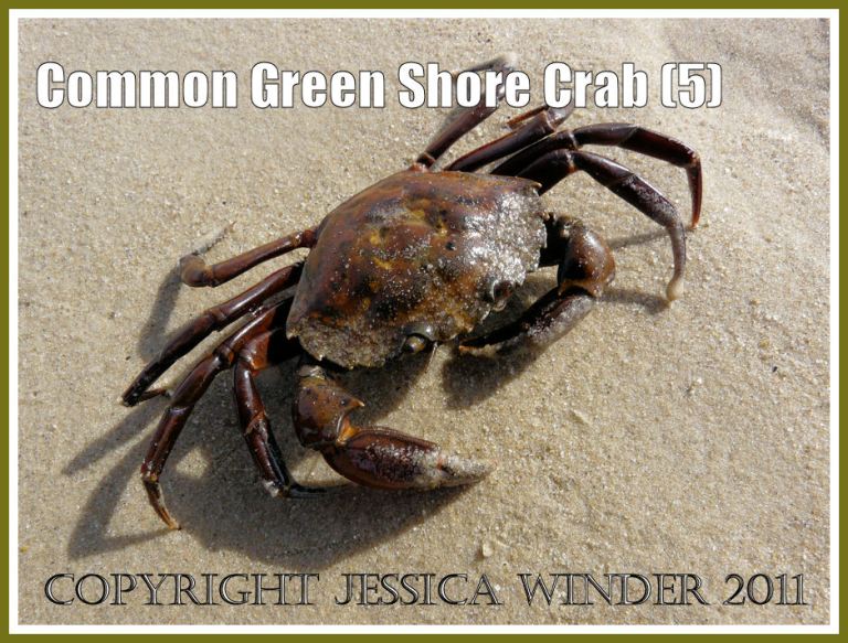 Carcinus maenas (L.): A living Common Green Shore Crab - Carcinus maenas (L.) - right side up with legs unfolded and stretched out ready for action, at Studland Bay, Dorset, UK - part of the Jurassic Coast (5)