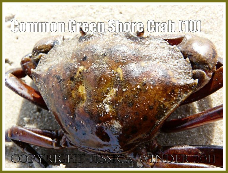 Close-up of the mottled green upper surface of the carapace on a living Common Green Shore Crab - Carcinus maenas (L.) - at Studland Bay, Dorset, UK - part of the Jurassic Coast (10)