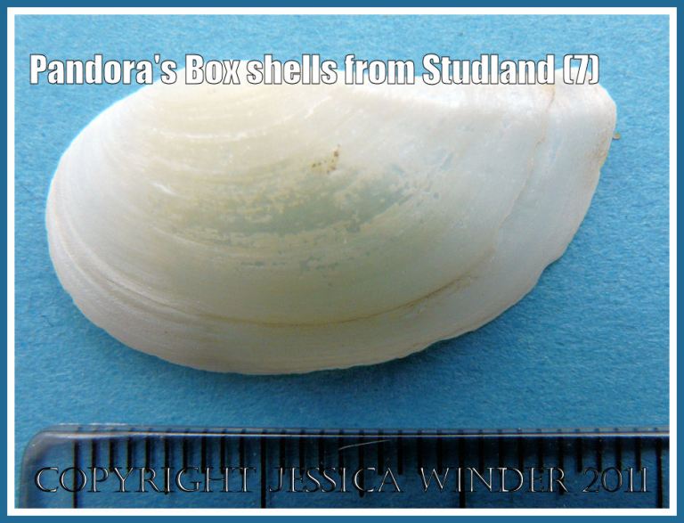 Studland bay seashells: Pandora's Box shell, Pandora inaequivalvis/albida, exterior of left valve, scale in millimetres, from Studland Bay, Dorset, UK - part of the Jurassic Coast (7)