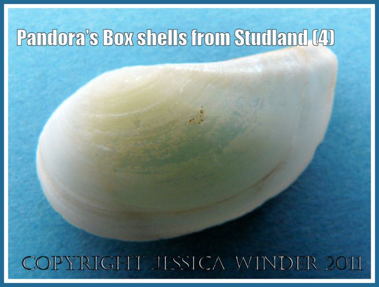 Studland Bay seashells: Pandora's Box shell, Pandora inaequivalvis/albida, left valve outer surface, not a matching pair, from Studland Bay, Dorset, UK - part of the Jurassic Coast (4)