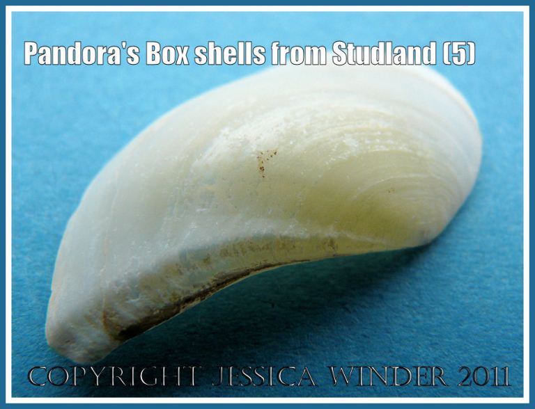 Studland Bay seashells: Pandora's Box shell, Pandora inaequivalvis/albida, left valve outer surface, showing details of the dorsal edge, from Studland Bay, Dorset, UK - part of the Jurassic Coast (5)