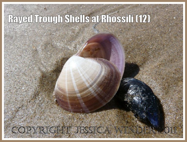 Rayed Trough Shell with mussel shell on sand: Empty Rayed Trough Shell, Mactra stultorum (L.), on the sandy beach at Rhossili Bay, Gower, South Wales, UK, with mussel shell (12)