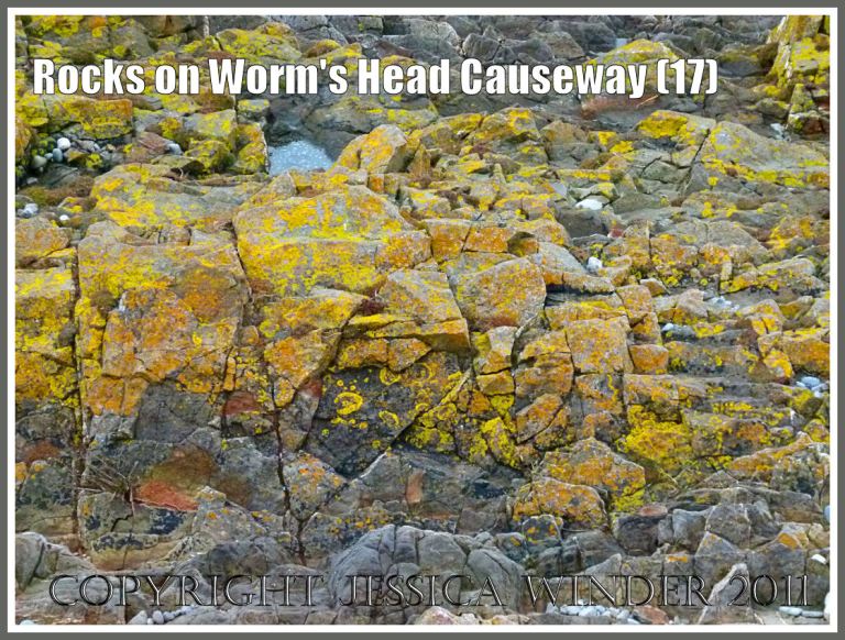 P1010201aBlog17 Yellow and orange coloured lichen on jagged rocks of the upper shore on Worms Head Causeway, Gower, South Wales, UK (17) Seashore lichens: Yellow and orange coloured lichen on jagged rocks of the upper shore on Worms Head Causeway, Gower, South Wales, UK (17)