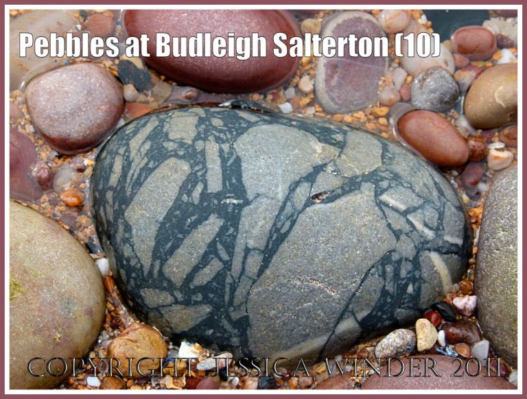 Pebble with a black and grey pattern at Budleigh Salterton: Pebble of brecciated rock with grey angular fragments in a black matrix on the beach at Budleigh Salterton, Devon, UK, on the Jurassic Coast World Heritage Site (10)