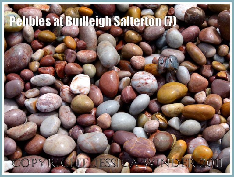 Jurassic Coast pebbles: Wet, shiny pebbles with bright colours in the splash zone of the beach at Budleigh Salterton, Devon, UK, on the Jurassic Coast World Heritage Site (7)