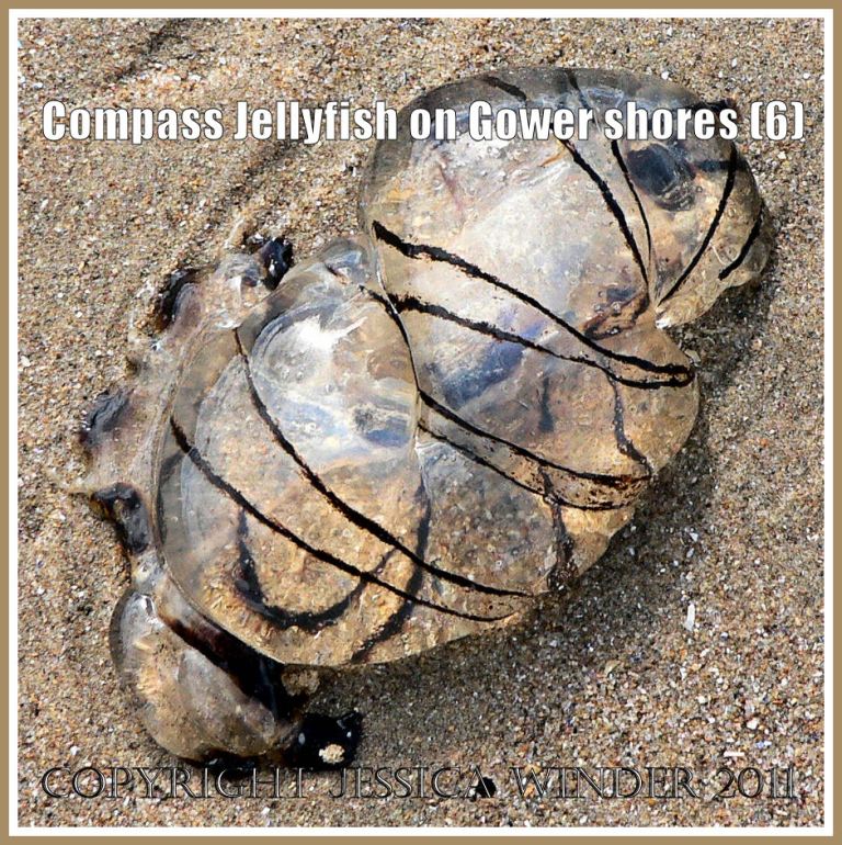P1030268aBlog6 A tangled Compass Jellyfish stranded on the sand of a Gower beach, South Wales, UK (6) Compass Jellyfish: A tangled Compass Jellyfish stranded on the sand of a Gower beach, South Wales, UK (6)