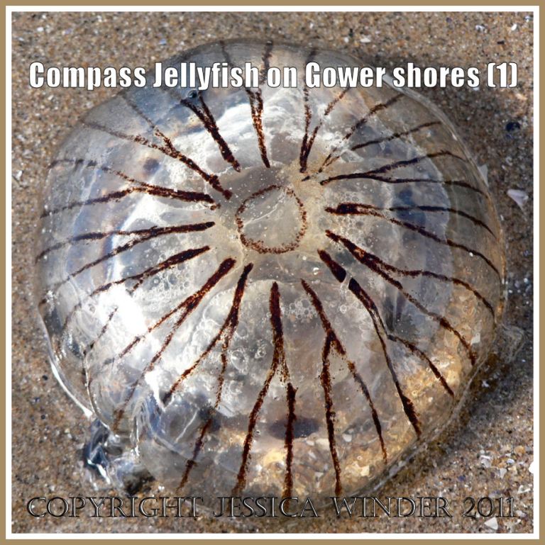 P1030274aBlog1 Compass Jellyfish, Chrysaora hyoscella (Linnaeus), washed ashore on the Gower Peninsula, South Wales, UK (1) Common British Jellyfish: Compass Jellyfish, Chrysaora hyoscella (Linnaeus), washed ashore on the Gower Peninsula, South Wales, UK (1)