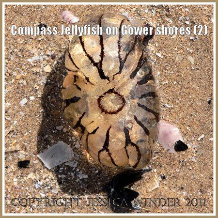 P1030280aBlog2 Compass Jellyfish, Chrysaora hyoscella (Linnaeus), slightly rolled up on itself, stranded on the sand where it washed ashore on the Gower Peninsula, South Wales, UK (2) Compass Jellyfish, Chrysaora hyoscella (Linnaeus), slightly rolled up on itself, stranded on the sand where it washed ashore on the Gower Peninsula, South Wales, UK (2)