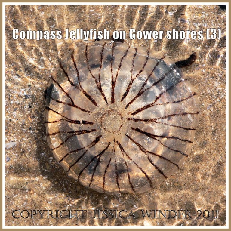P1030281aBlog3 Compass Jellyfish with sunlight shining through it and creating a pattern of reflections in shallow water on a sandy Gower beach in South Wales, UK (3) Compass Jellyfish with sunlight shining through it and creating a pattern of reflections in shallow water on a sandy Gower beach in South Wales, UK (3)