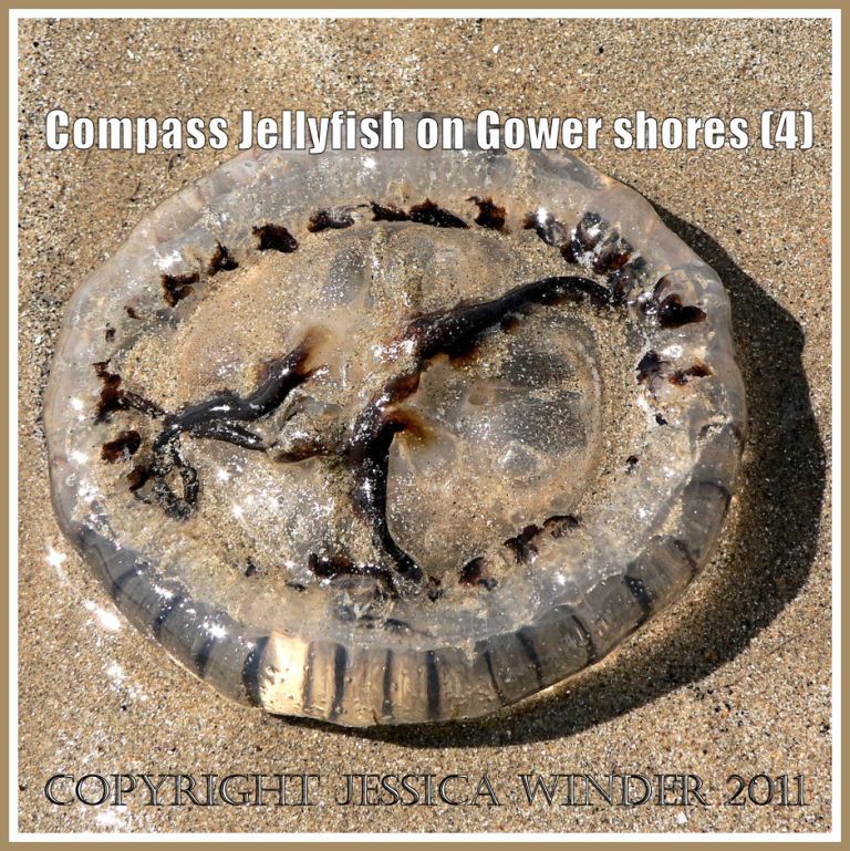 P1060810aBlog4 Compass Jellyfish lying upside down on a sandy Gower beach (4) Upside down jellyfish; Compass Jellyfish lying upside down on a sandy Gower beach (4)