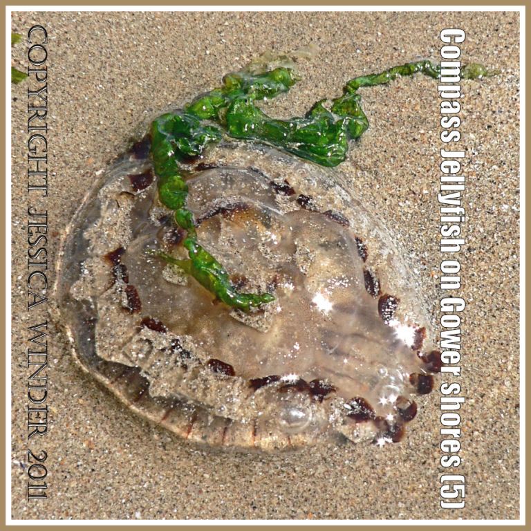 P1060901aBlog5 An upside down Compass Jellyfish draped with a strand of green seaweed on the sand of a Gower beach, South Wales, UK (5) An upside down Compass Jellyfish draped with a strand of green seaweed on the sand of a Gower beach, South Wales, UK (5)