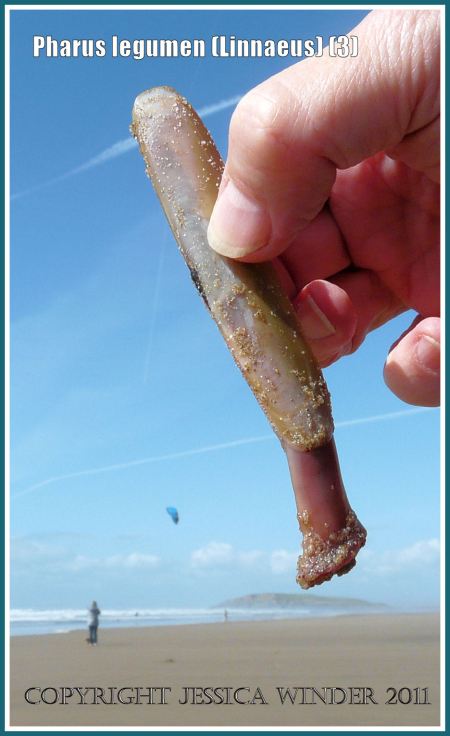 A living specimen of the marine bivalve mollusc Pharus legumen (Linnaeus) temporarily lifted from its burrow to show the extended muscular 'foot' that it uses to pull itself down into the sand. Rhossili, Gower, South Wales (3)