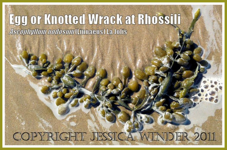 Egg Wrack with reproductive bodies: Frond of Egg or Knotted Wrack, Ascophyllum nodosum (Linnaeus) La Jolis, washed in by the tide at Rhossili Bay, Gower, South Wales - showing the large egg-shaped air bladders along the olive coloured stem and yellow reproductive bodies attached to the stem by short stalks (2)