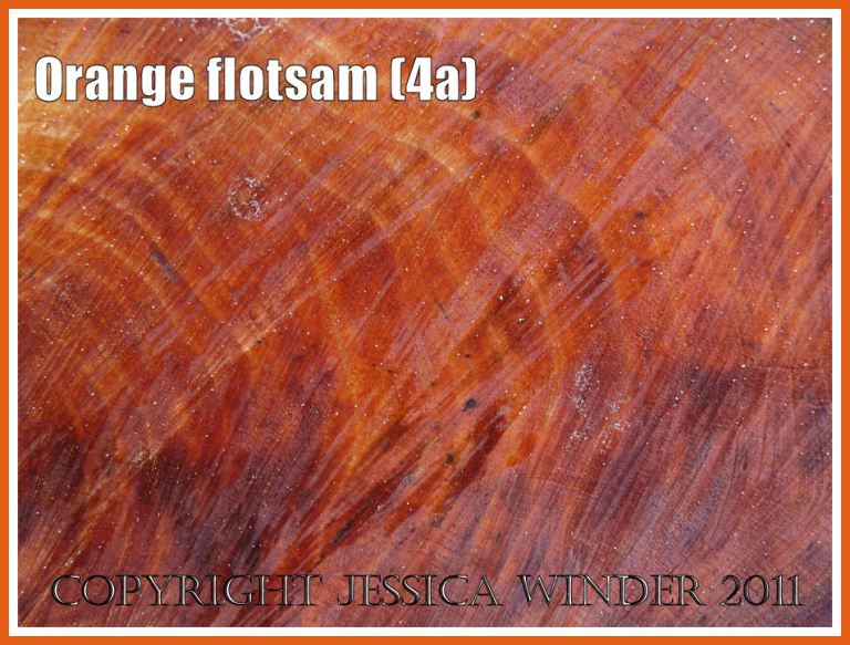 Orange flotsam: Close-up detail of the orange coloured woodgrain in the cut cross-section of a piece of driftwood washed ashore as flotsam (4a)