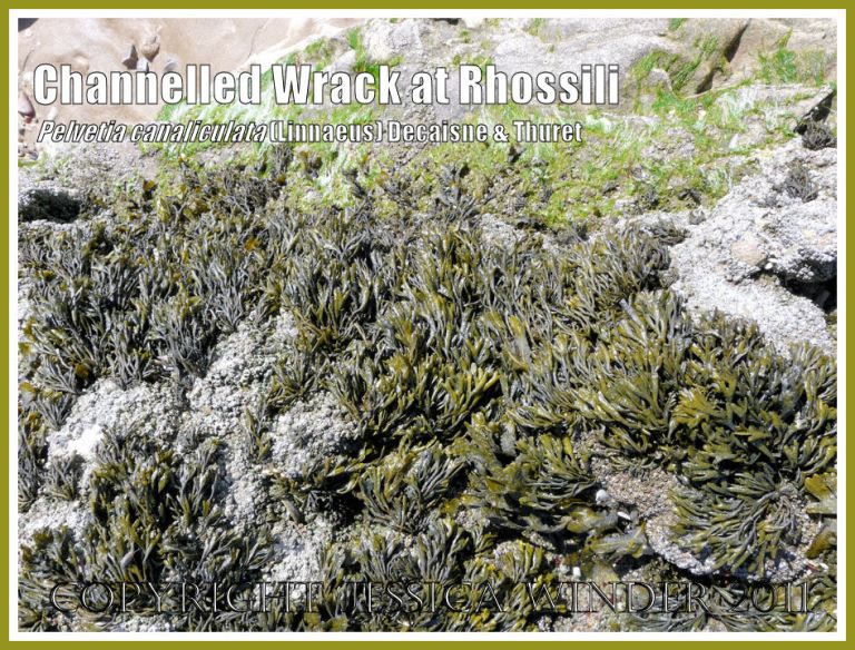 Olive green seaweed: Channelled Wrack, Pelvetia canaliculata (Linnaeus) Decaisne and Thuret, growing on Spaniard Rocks, Rhossili, Gower, South Wales (4)