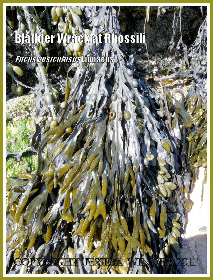 Common British seaweeds: Bladder Wrack or Popweed, Fucus vesiculosus Linnaeus, growing on Spaniard Rocks, Rhossili Bay, Gower, South Wales - showing small bean-sized air bladders along the fronds and swollen reproductive bodies at the tips (3)