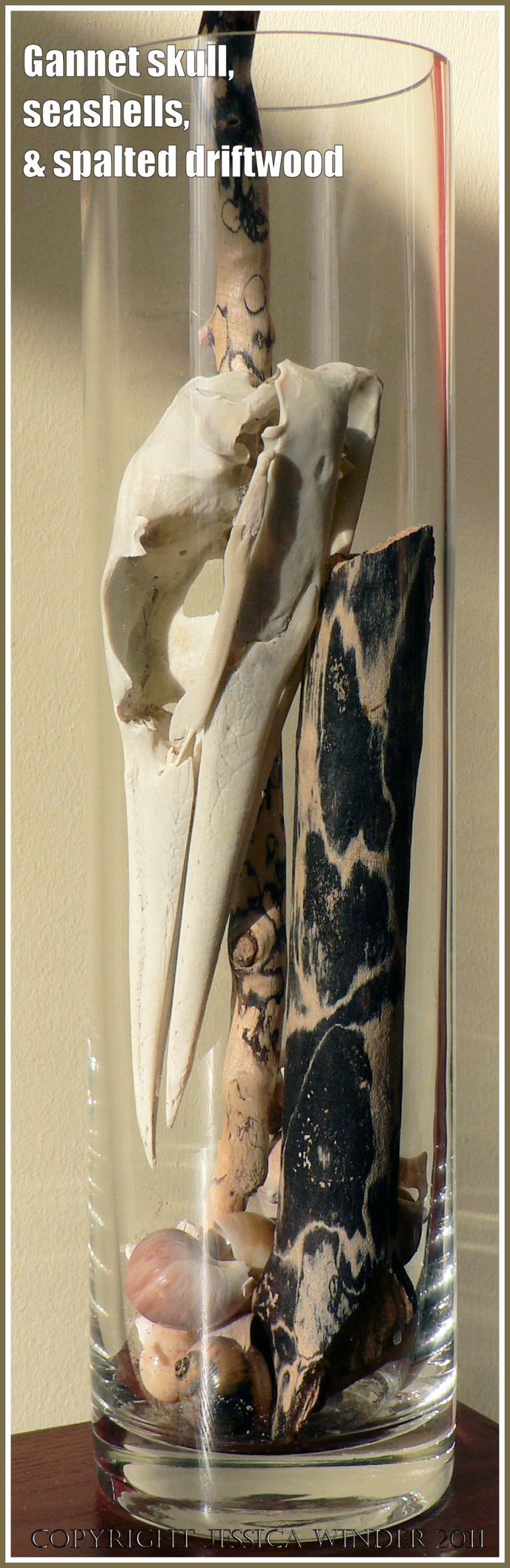 Beachcombings from Rhossili Bay: A Gannet skull with necklace shells and spalted driftwood in a glass jar on my mantlepiece 