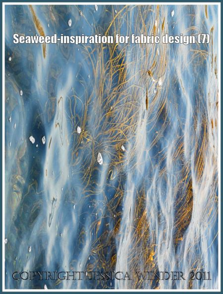 Natural inspiration for design: Thongweed floating in sea water at Winspit, Dorset, UK, on the Jurassic Coast (7)