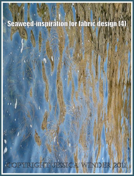 Floating seaweed: Thongweed floating in sea water at Winspit, Dorset, UK, on the Jurassic Coast (4)